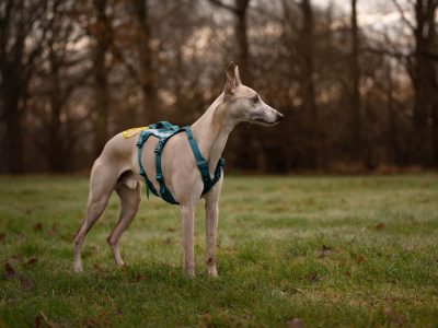 NON-STOP Ramble Harnas Long 2 NON-STOP Ramble Harnas Long