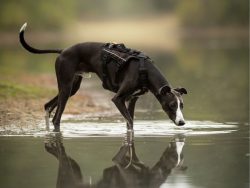 NON-STOP Rock Harnas Long