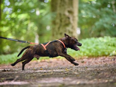 NON-STOP Rush Harnas 3 NON-STOP Rush Harnas