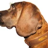 Niggeloh Leren Halsband INDIVIDUAL