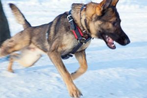 PRIDE gepolstertes Hundegeschirr aus Leder, Größe L PRIDE Gevoerde lederen hondenharnas maat L