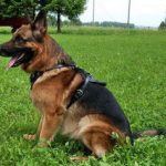 PRIDE Lederen harnas Attack voor honden