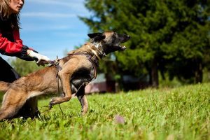 PRIDE Lederen harnas Attack voor honden maat L. PRIDE Lederen harnas Attack voor honden maat L.