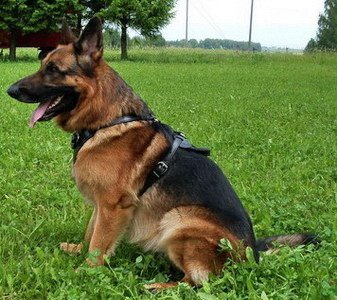 PRIDE Lederen harnas Attack voor honden maat S