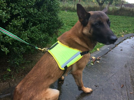 PRIDE Harnais réfléchissant pour chien PRIDE Reflecterend hondenharnas