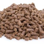 Excellent chiot de qualité supérieure Premium Excellent Puppy