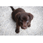 SCENTLOGIX Puppy Assessment Pack SCENTLOGIX Puppy Assessment Pack