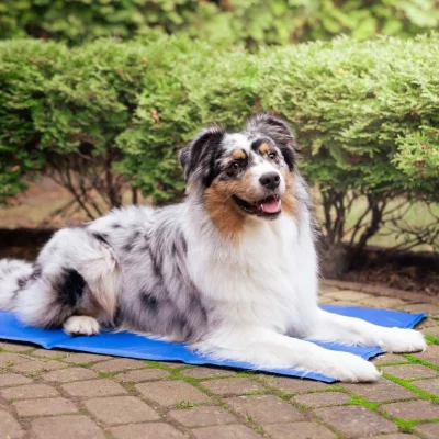 Quapas! Honden Koelmat3 Quapas! Honden Koelmat