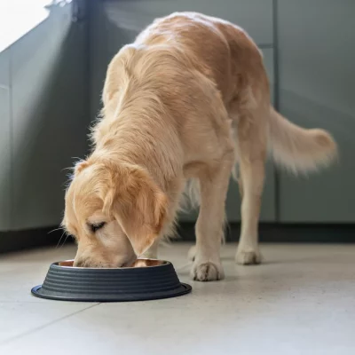 Quapas! Voerbak Leer Antislip3 Quapas! Voerbak Leer Antislip