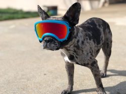 REX SPECS Hondenbril S-Wide