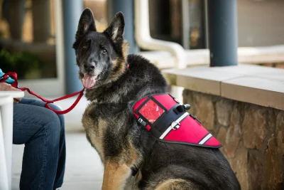 Ray Allen Activ Dog Harness4 Ray Allen Activ Dog Harness