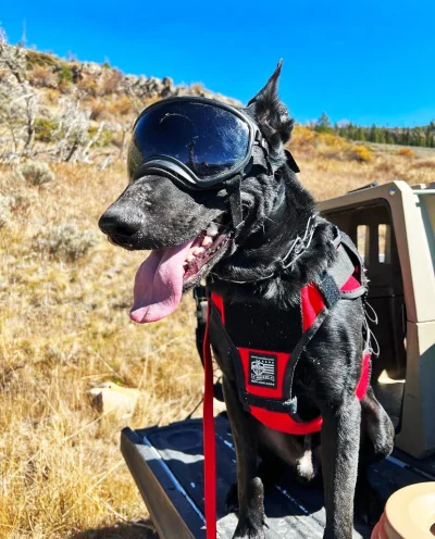 Ray Allen Nomad Ski Patrol Harness™4 Ray Allen Nomad Ski Patrol Harness™