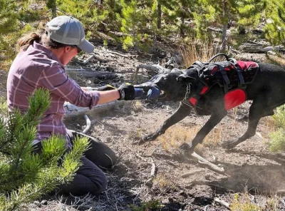 Ray Allen Nomad Ski Patrol Harness™5 Ray Allen Nomad Ski Patrol Harness™