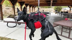 Ray Allen Nomad Ski Patrol Harness™6 Ray Allen Nomad Ski Patrol Harness™