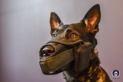 TATTIKA SOF-K9 Muzzle Kit