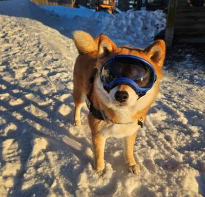 Schermafbeelding 2026-01-26 153146 REX SPECS Hondenbril S V2