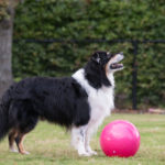 Gymnic Treibball 30 cm Fuchsia Gymnic Treibball 30 cm Fuchsia