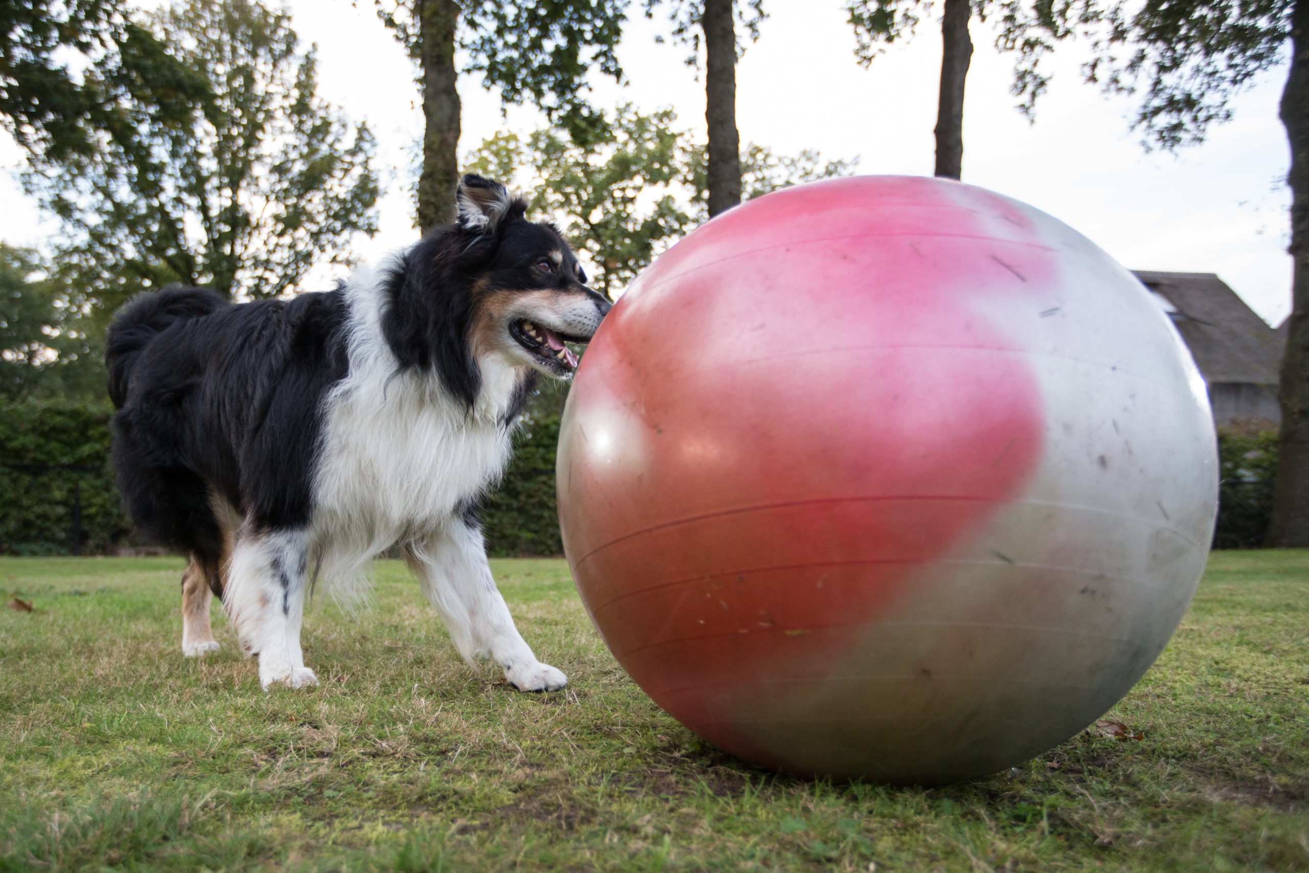 Treibball gevlamd 55 tm 75 cm Treibball gevlamd 55 tm 75 cm