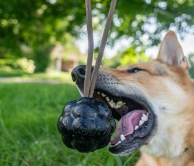 Monster K9 Rumble Rope Ball {{brizy_dc_image_alt entityId=