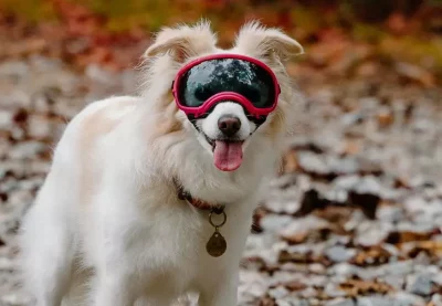 hund_brille-1 REX SPECS Hondenbril S V2