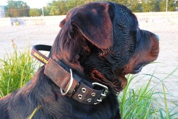 Misverstand Siësta houd er rekening mee dat PRIDE nylonhalsband grote honden 50mm