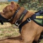 PRIDE Muzzle Universal PRIDE muilkorf Universeel