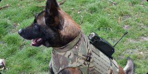 DarkFighter Pocket K9 Camera DarkFighter Pocket K9 Camera