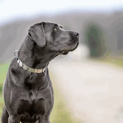 HS Sprenger NeckTech NeckTech Sport mit ClicLock