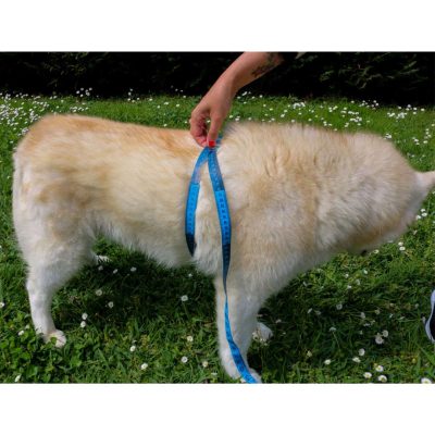 store_01JJSCTCHT29VNJ5VJ3CARSVT1_assets_1738504012303-Diseosinttulo72 OENK9 High Reflective Tactical Harness