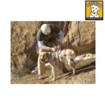 Doubleback Hondentuig RuffWear Doubleback Hondentuig RuffWear