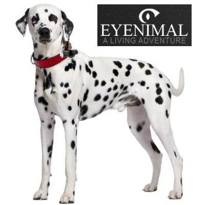 Eyenimal On-board camera Dog Videocam