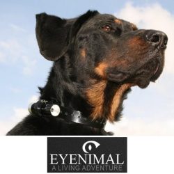 Eyenimal On-board camera Dog Videocam